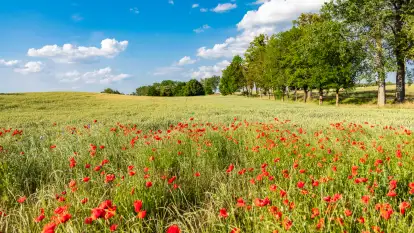 Czerwień mazurskich maków, czerwiec 2024 r.