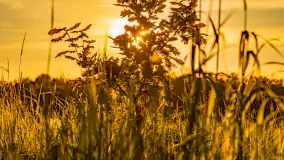 Mazury w wieczornych promieniach słońca, maj 2024 r. - zdjęcie 35