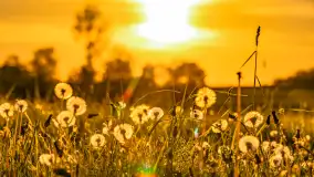 Mazury w wieczornych promieniach słońca, maj 2024 r. - zdjęcie 21