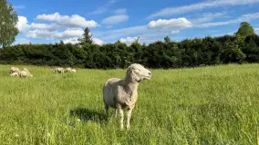 Odkryj Smak Mazur: Wybierz Lokalne Produkty z Gospodarstwa Ekologicznego Mazurska Jagnięcina na Swój Rejs Jachtem - zdjęcie 10