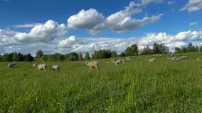 Odkryj Smak Mazur: Wybierz Lokalne Produkty z Gospodarstwa Ekologicznego Mazurska Jagnięcina na Swój Rejs Jachtem - zdjęcie 1