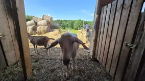 Chèvre au lait: Kozie Sery Tworzone z Pasją przez Panią Martę - zdjęcie 6