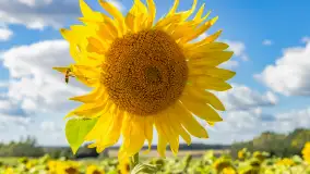 Mazurskie słoneczniki, sierpień 2024 r. - zdjęcie 1