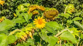 Mazurskie słoneczniki, sierpień 2024 r. - zdjęcie 2