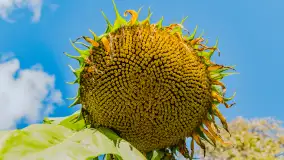 Mazurskie słoneczniki, sierpień 2024 r. - zdjęcie 6