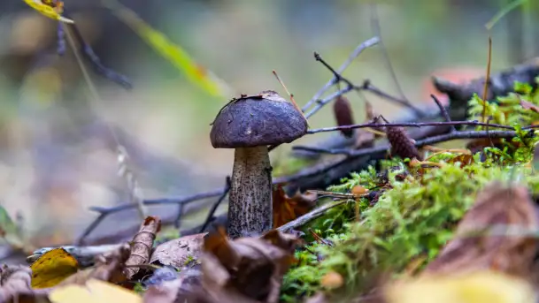 Grzybobranie z Ośrodkiem Wypoczynkowym Wodnik – Święto Lasu i Grzybów - zdjęcie 5