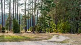 Puszcza Piska na początku września 2024 r. - zdjęcie 34