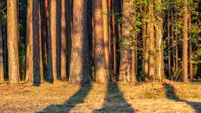 Puszcza Piska na początku września 2024 r. - zdjęcie 12