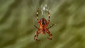 Puszcza Piska na początku września 2024 r. - zdjęcie 41