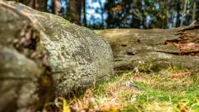 Puszcza Piska na początku września 2024 r. - zdjęcie 91