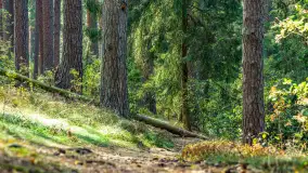 Puszcza Piska na początku września 2024 r. - zdjęcie 55