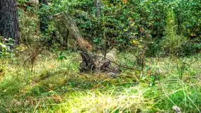 Puszcza Piska na początku września 2024 r. - zdjęcie 68