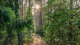 Puszcza Piska na początku września 2024 r. - zdjęcie 63