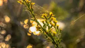 Puszcza Piska na początku września 2024 r. - zdjęcie 67