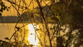 Puszcza Piska na początku września 2024 r. - zdjęcie 89