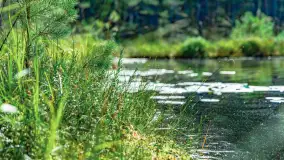 Puszcza Piska na początku września 2024 r. - zdjęcie 84