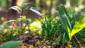 Puszcza Piska na początku września 2024 r. - zdjęcie 99