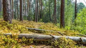 Puszcza Piska na początku września 2024 r. - zdjęcie 145