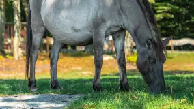 Koniki Polskie na bindudze Tarpan II, wrzesień 2024 r. - zdjęcie 7