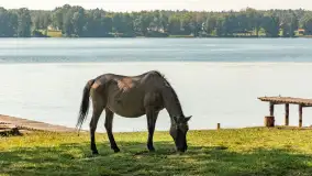 Koniki Polskie na bindudze Tarpan II, wrzesień 2024 r. - zdjęcie 15