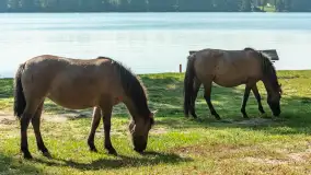 Koniki Polskie na bindudze Tarpan II, wrzesień 2024 r. - zdjęcie 17