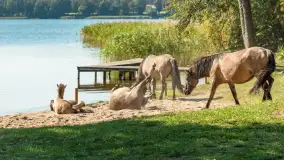 Koniki Polskie na bindudze Tarpan II, wrzesień 2024 r. - zdjęcie 8