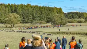 Fotorelacja z Mazurskiego Redyku w Sołdanach, październik 2024 - zdjęcie 19