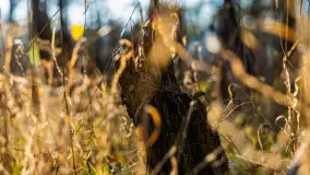 Kolory Mazur w drugiej połowie listopada, 2024 r. - zdjęcie 11