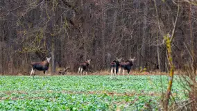 Kolory Mazur w drugiej połowie listopada, 2024 r. - zdjęcie 29