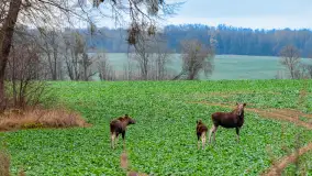 Kolory Mazur w drugiej połowie listopada, 2024 r. - zdjęcie 13