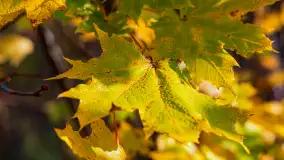 Podsumowanie mazurskiej, złotej jesieni 2024, cz. I - zdjęcie 39