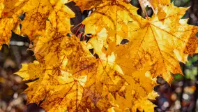 Podsumowanie mazurskiej, złotej jesieni 2024, cz. I - zdjęcie 6