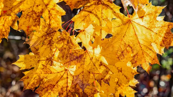 Podsumowanie mazurskiej, złotej jesieni 2024, cz. I - zdjęcie 6