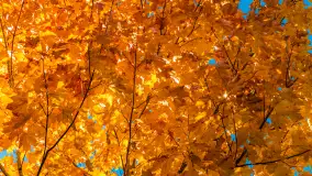 Podsumowanie mazurskiej, złotej jesieni 2024, cz. I - zdjęcie 34