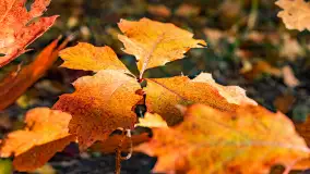 Podsumowanie mazurskiej, złotej jesieni 2024, cz. II - zdjęcie 39