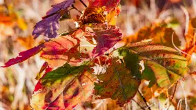 Podsumowanie mazurskiej, złotej jesieni 2024, cz. III - zdjęcie 10