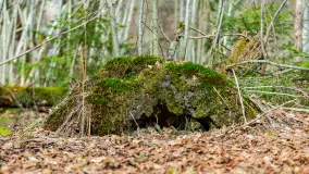 Przedwiośnie w Puszczy Boreckiej, kwiecień 2021 r. - zdjęcie 30