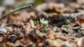 Przedwiośnie w Puszczy Boreckiej, kwiecień 2021 r. - zdjęcie 12