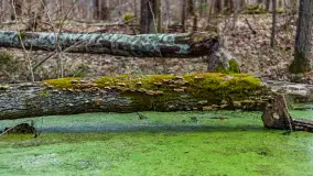 Przedwiośnie w Puszczy Boreckiej, kwiecień 2021 r. - zdjęcie 37