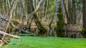 Przedwiośnie w Puszczy Boreckiej, kwiecień 2021 r. - zdjęcie 24