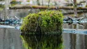 Przedwiośnie w Puszczy Boreckiej, kwiecień 2021 r. - zdjęcie 38