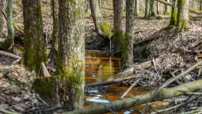 Przedwiośnie w Puszczy Boreckiej, kwiecień 2021 r. - zdjęcie 17