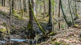 Przedwiośnie w Puszczy Boreckiej, kwiecień 2021 r. - zdjęcie 13