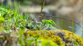 Jezioro Gawlik na początku później wiosny, maj 2021 r. - zdjęcie 21