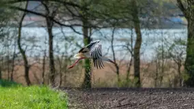 Wiosenne akcenty na mazurskich łąkach, maj 2021 r. - zdjęcie 3