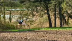 Wiosenne akcenty na mazurskich łąkach, maj 2021 r. - zdjęcie 14
