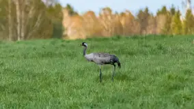 Wiosenne akcenty na mazurskich łąkach, maj 2021 r. - zdjęcie 4
