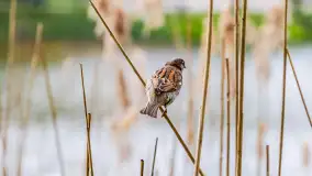 Wiosna w Kętrzynie, maj 2021 r. - zdjęcie 2