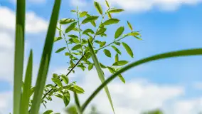 Wiosna w Kętrzynie, maj 2021 r. - zdjęcie 6