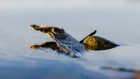 Popołudnie nad jeziorem Kisajno przy Pierkunowie, styczeń 2025 r. - zdjęcie 24